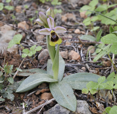 Ophrys tenthredinifera