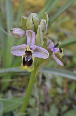 Ophrys tenthredinifera. Closer.