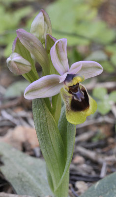 Ophrys tenthredinifera. Closer.