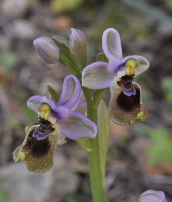 Ophrys tenthredinifera. Closer.