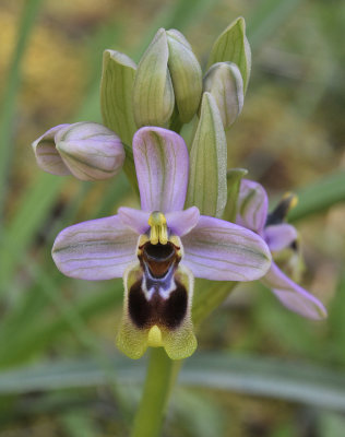 Ophrys tenthredinifera. Close-up.