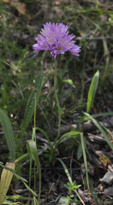 Allium roseum.jpg