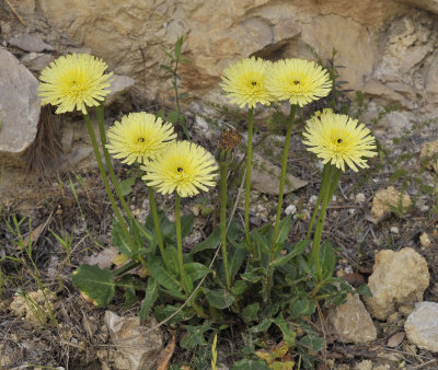 Urospermum dalechampii.jpg