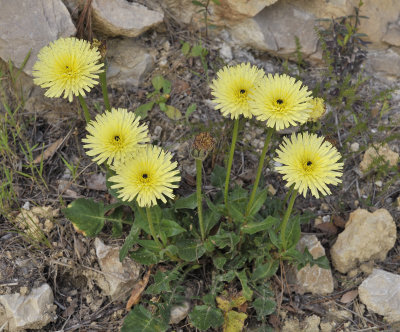 Urospermum dalechampii.2.jpg