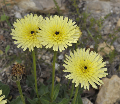 Urospermum dalechampii. Closer.jpg