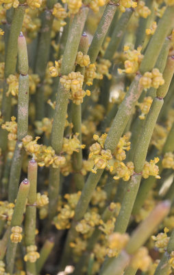 Ephedra fragilis, male flowers.