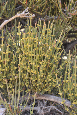 Ephedra fragilis, male plant. Closer.