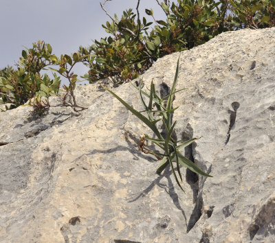 Helicodiceros muscivorus