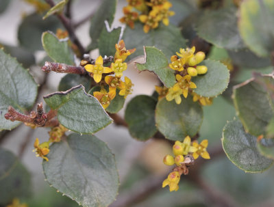 Rhamnus ludovici-salvatoris. Close-up.jpg