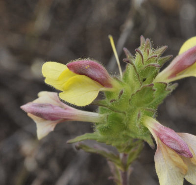 Bellardia trixago. Close-up.2.jpg