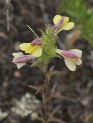 Bellardia trixago. Close-up.jpg
