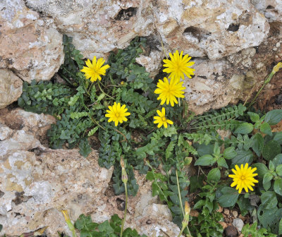 Hyoseris radiata.jpg