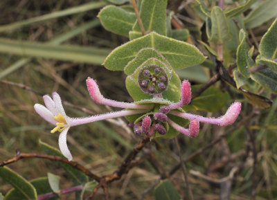 Lonicera implexa. Closer.jpg