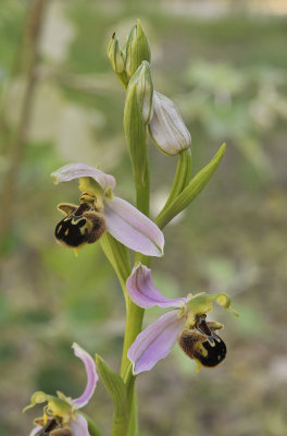 Ophrys apifera. Closer. 4.jpg
