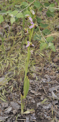 Ophrys apifera.2.jpg