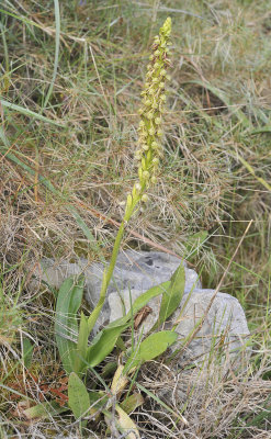 Orchis anthropophora