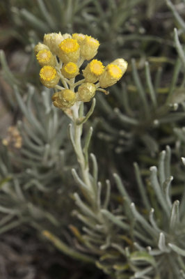 Helichrysum stoechas. Closer.2.jpg