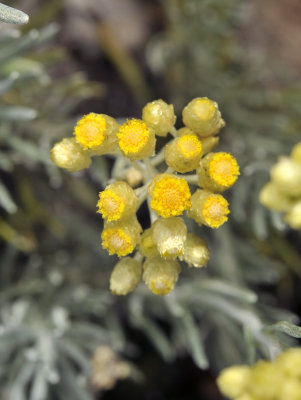 Helichrysum stoechas. Closer.jpg