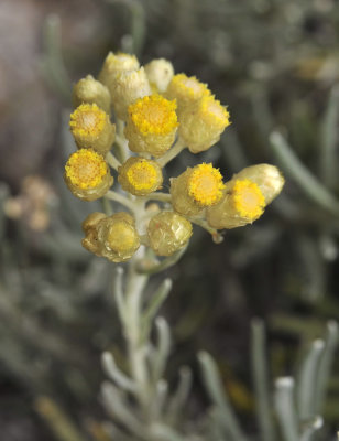 Helichrysum stoechas. Close-up.jpg