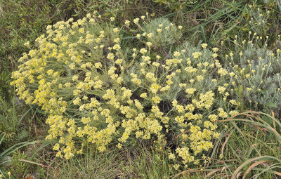 Helichrysum stoechas.2.jpg