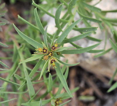 Euphorbia exigua. Closer.
