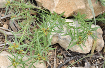 Euphorbia exigua