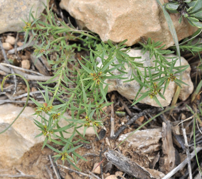 Euphorbia exigua
