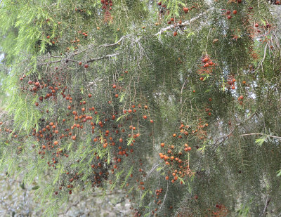 Juniperus oxycedrus. Closer.