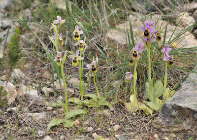 Ophrys tenthredinifera.3.jpg
