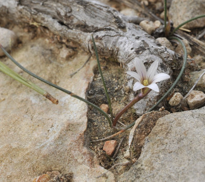 Romulea assumptionis.4.jpg
