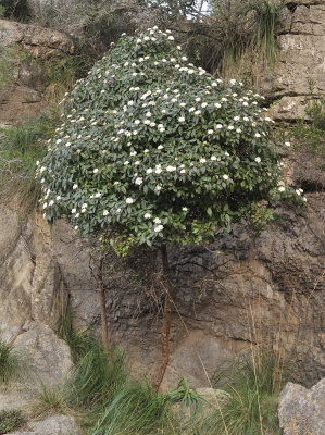 Viburnum tinus.2.jpg