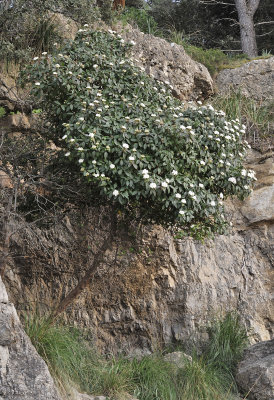 Viburnum tinus.jpg