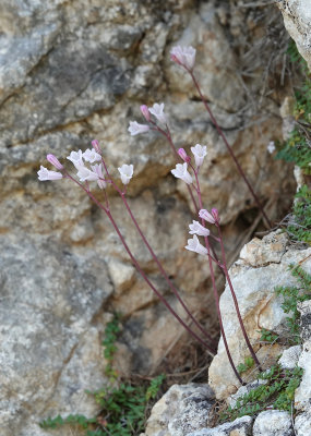 Brimeura duvigneaudii.5.jpg