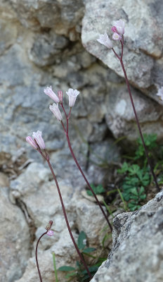 Brimeura duvigneaudii.6.jpg