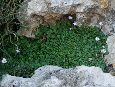 Endemic dwarf vegetation.2.jpg