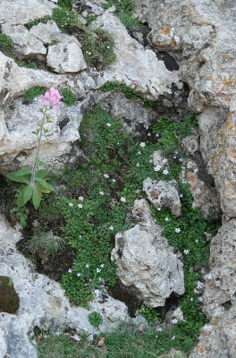 Endemic dwarf vegetation.3.jpg