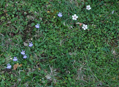 Endemic dwarf vegetation.6.jpg