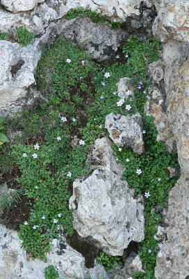 Endemic dwarf vegetation.jpg