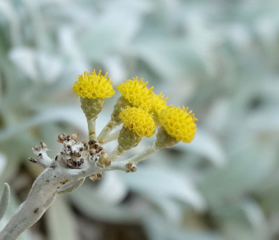 Helichrysum crassifolium. Close-up.jpg