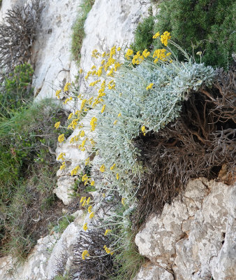 Helichrysum crassifolium.2..jpg
