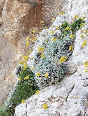 Helichrysum crassifolium.3..jpg