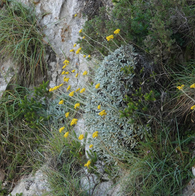 Helichrysum crassifolium.4..jpg