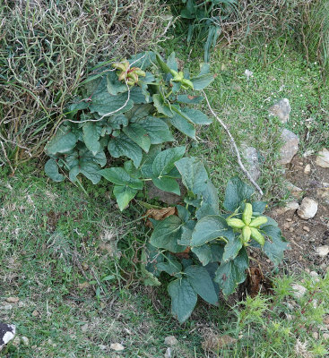 Paeonia cambessedesii in fruit.jpg