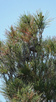 Pinus halepensis var. ceceliae. Closer.