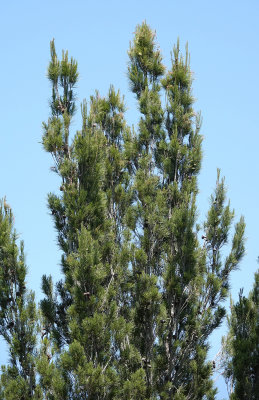 Pinus halepensis var. ceceliae.
