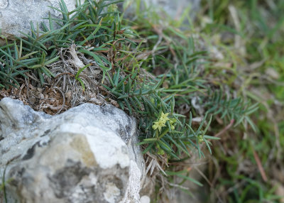 Rubia angustifolia.jpg