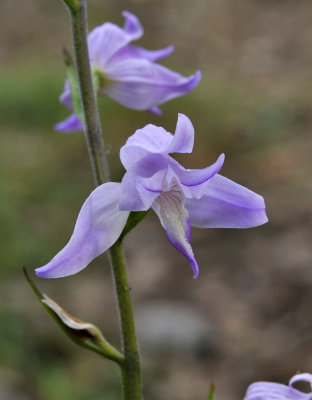 Cephalanthera rubra. Close-up.