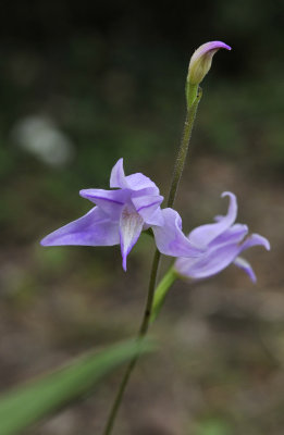 Cephalanthera rubra. Close-up.