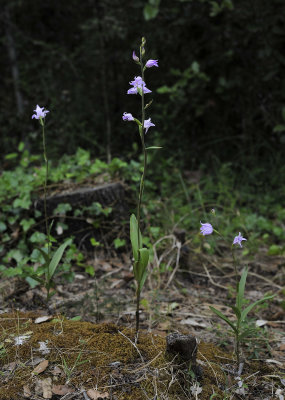 Cephalanthera rubra