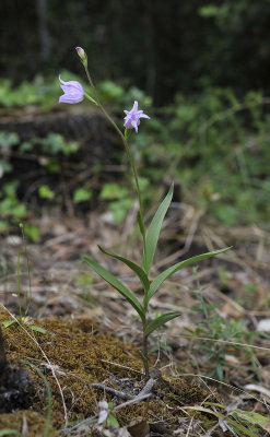 Cephalanthera rubra